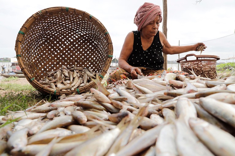 A Cambodian woman prepares fish during the fishing season at the Tonle Sap river bank near Phnom Penh, Cambodia.