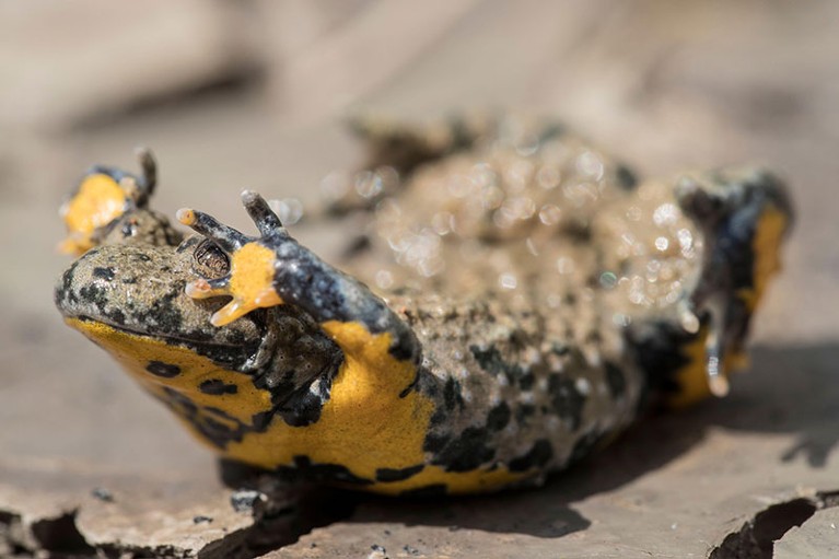 Yellow-bellied toad (Bombina variegata) showing warning colours, on dried soil with mud cracks in Germany.