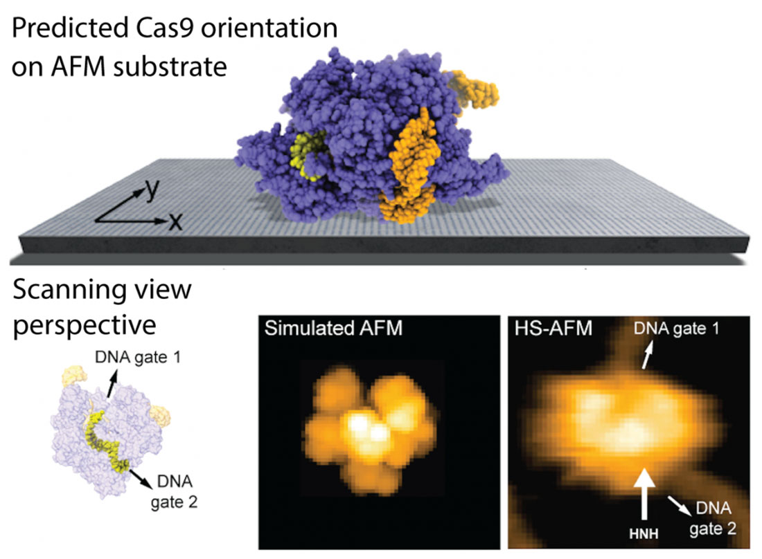 predicting protein placement on AFM substrates