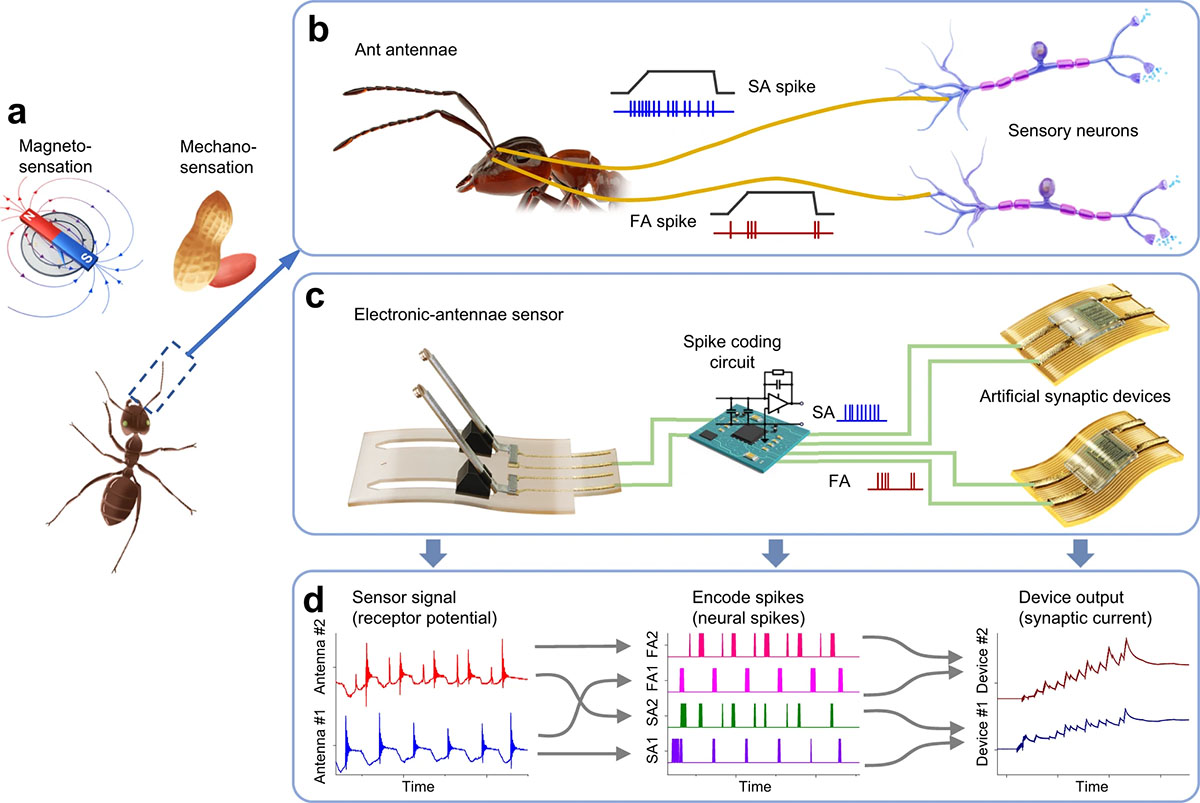 Design of a neuromorphic antennal sensory system