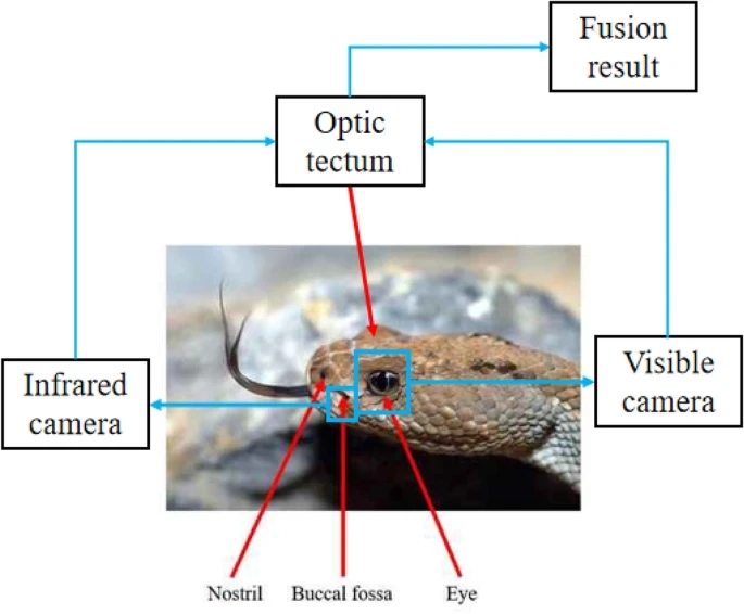077098bc9309e1ee00570735506cda4a_42235_2024_496_Fig1_HTML.png