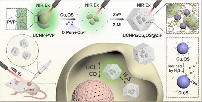 Schematic illustration of the UCNPs/CuxOS@ZIF nanoprobes and their applications in H2S biosensing