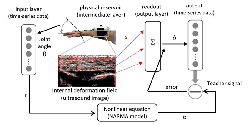 Information processing via human soft tissue